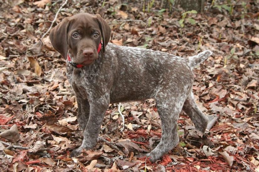 German Shorthaired Pointer Puppies breeder image 11