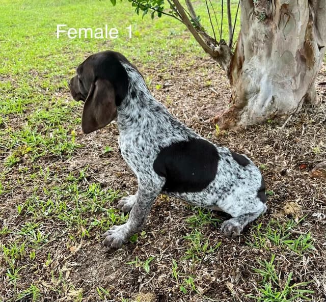 German Shorthaired Pointer Puppies media 2