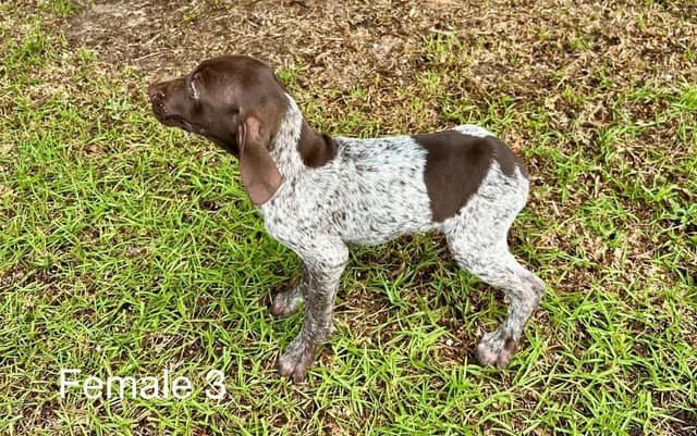 German Shorthaired Pointer Puppies media 4
