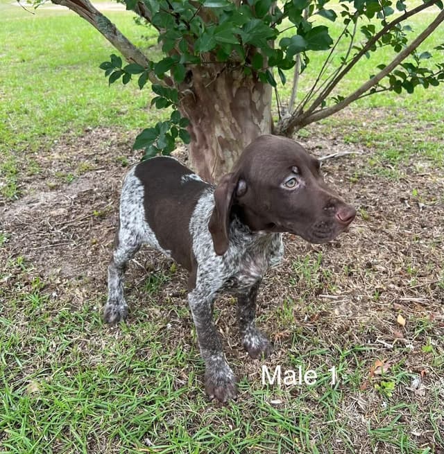 German Shorthaired Pointer Puppies media 6