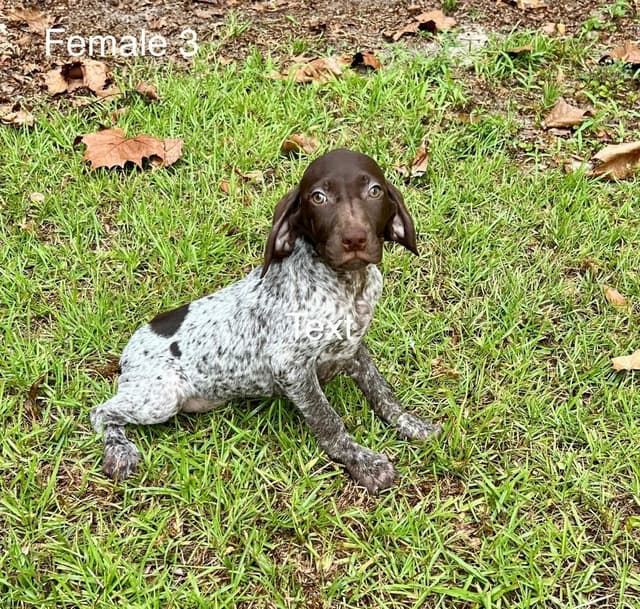 German Shorthaired Pointer Puppies media 5