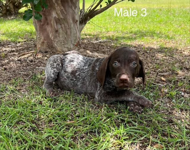 German Shorthaired Pointer Puppies media 10