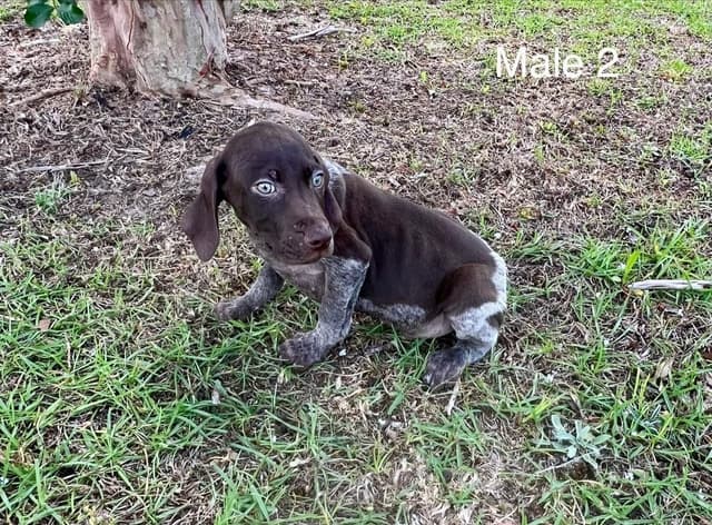 German Shorthaired Pointer Puppies media 8