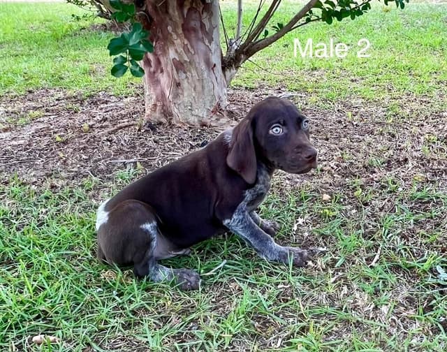 German Shorthaired Pointer Puppies media 9