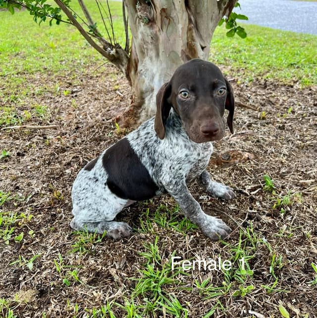German Shorthaired Pointer Puppies media 3