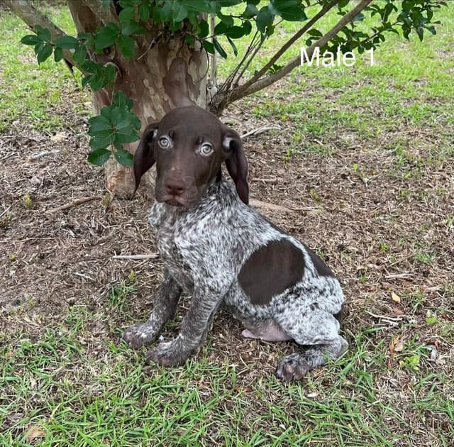 German Shorthaired Pointer Puppies media 7