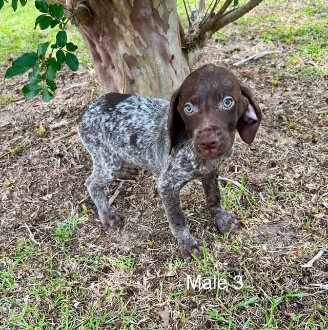 German Shorthaired Pointer Puppies media 11