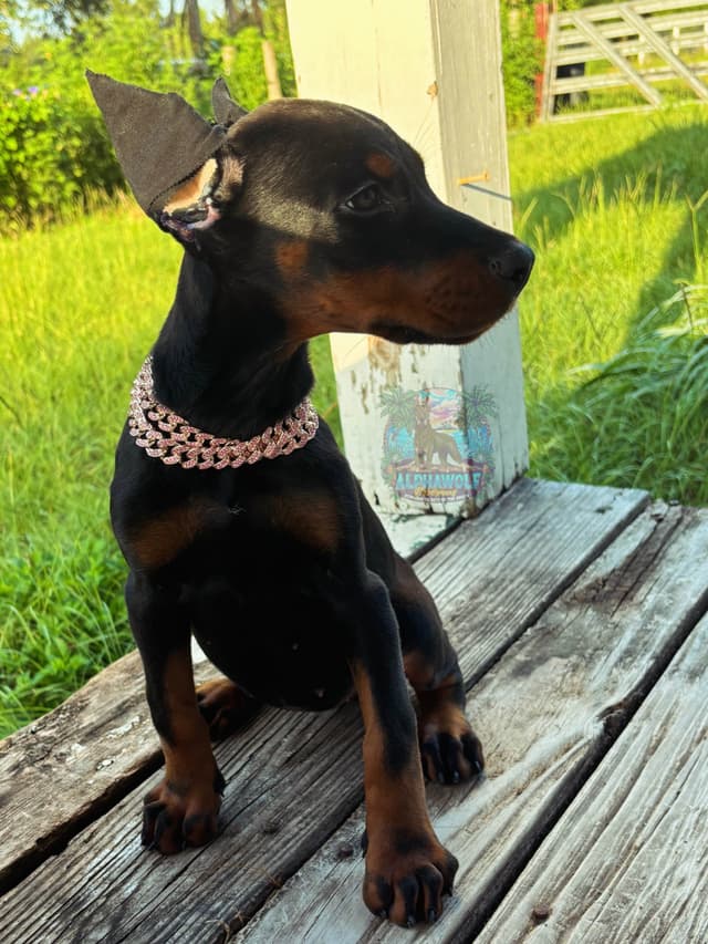 European Doberman Pinscher Puppies media 4