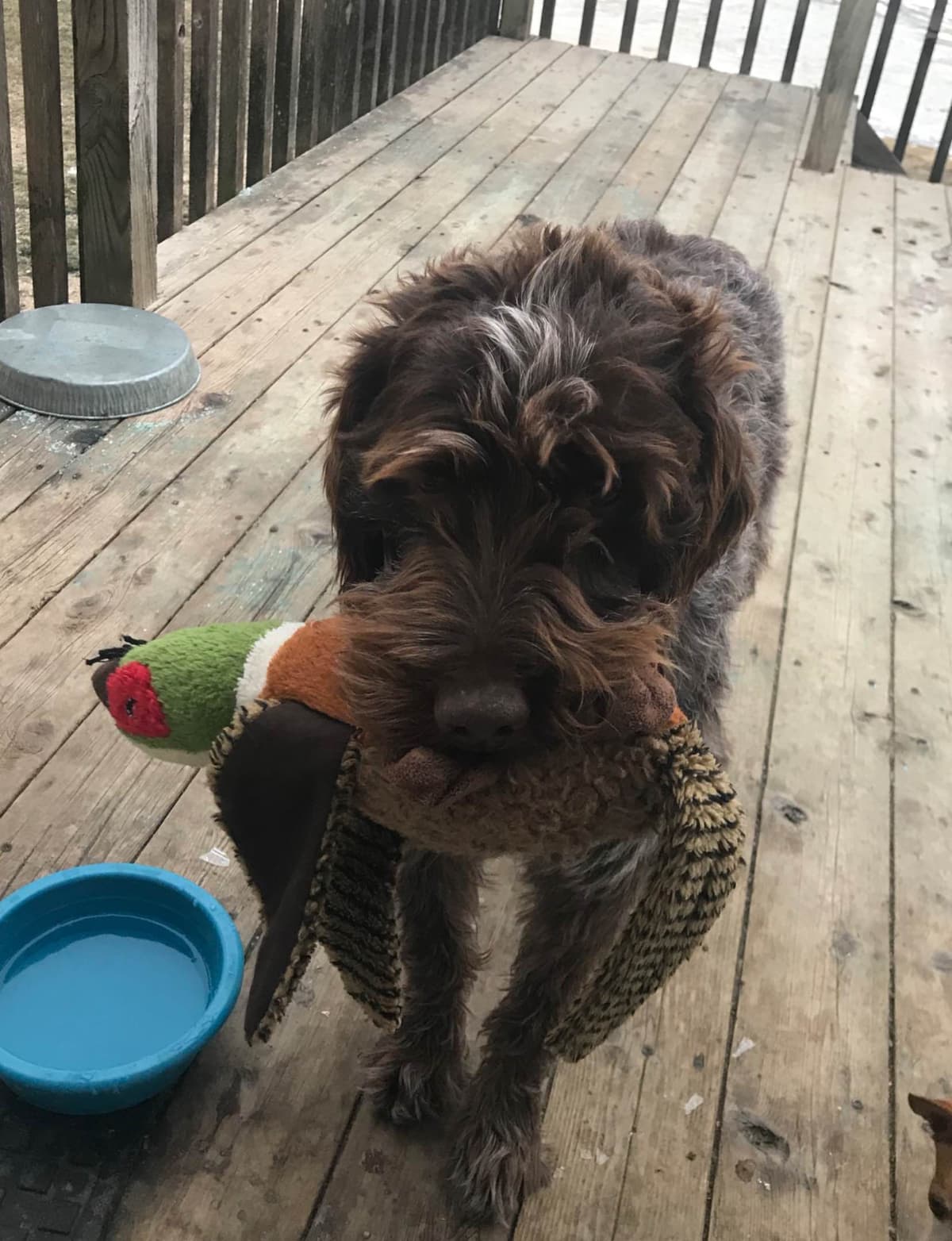 Wirehaired Pointing Griffon Puppies breeder image 4