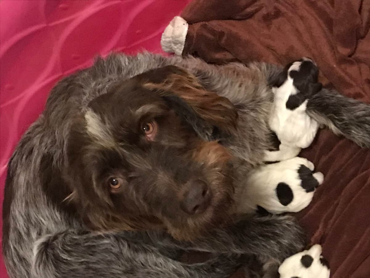 Wirehaired Pointing Griffon Puppies breeder image 5