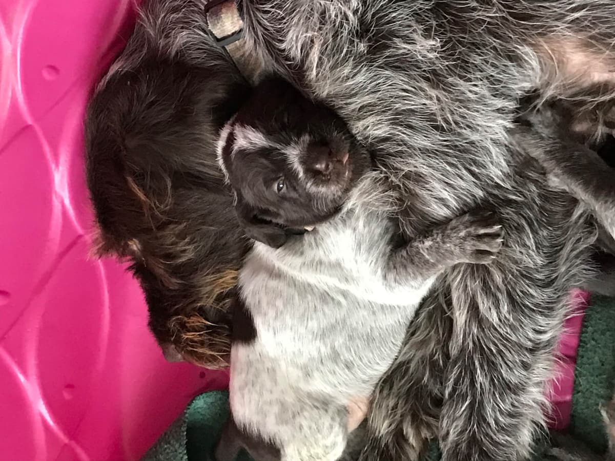 Wirehaired Pointing Griffon Puppies breeder image 7