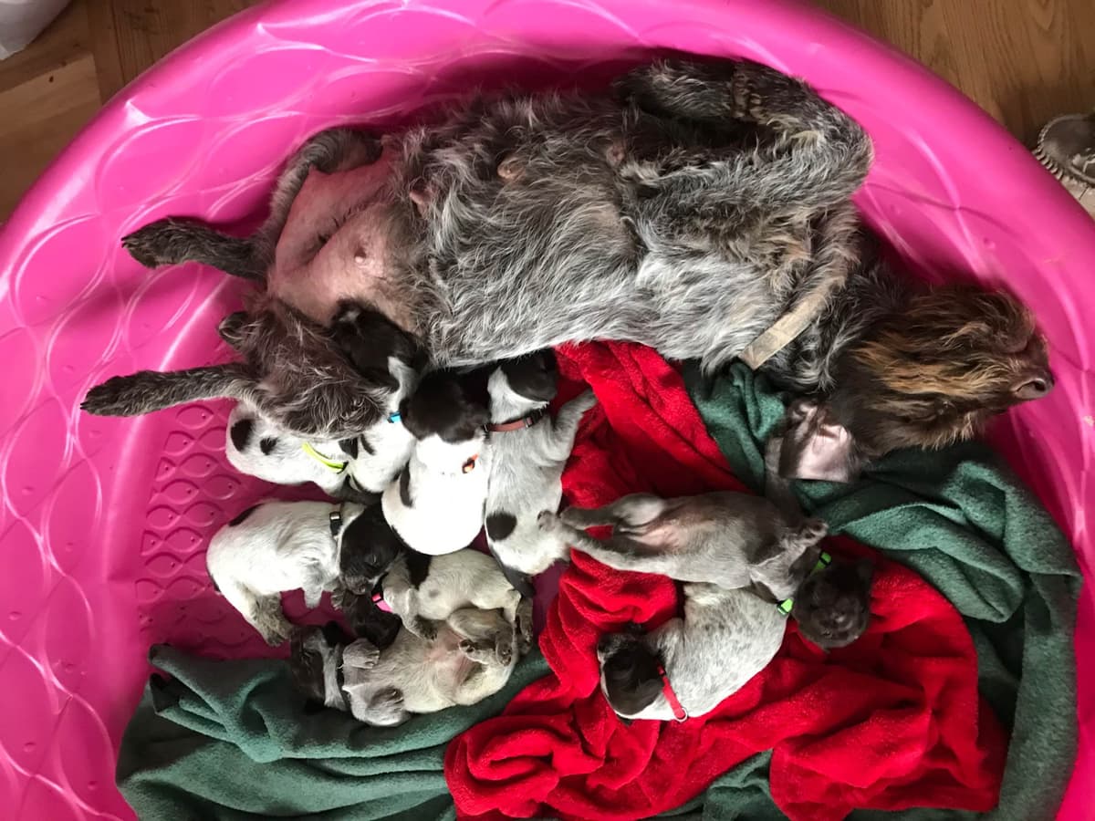 Wirehaired Pointing Griffon Puppies breeder image 6