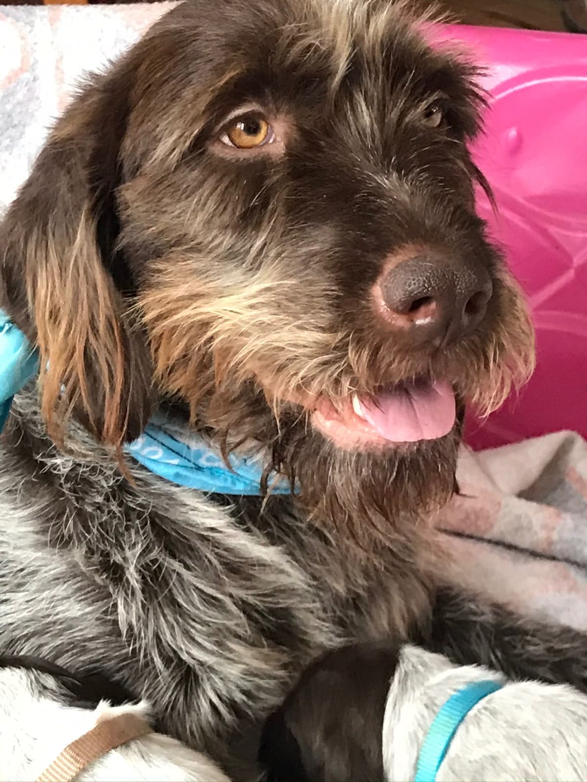 Wirehaired Pointing Griffon Puppies breeder image 8