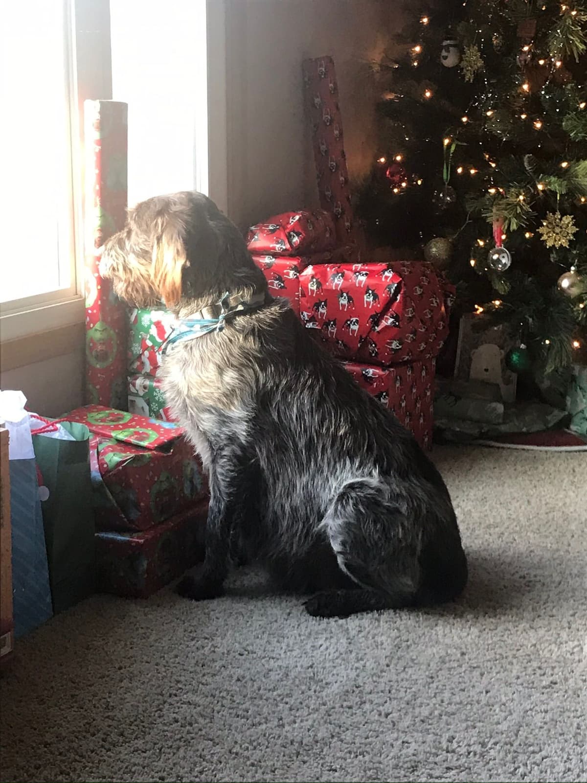 Wirehaired Pointing Griffon Puppies breeder image 9