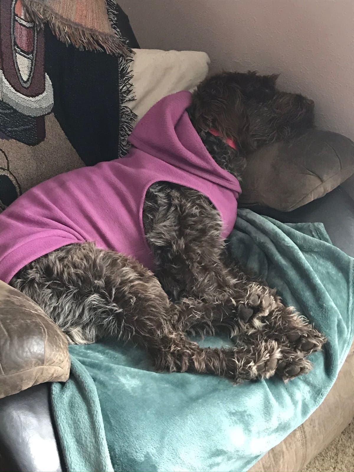Wirehaired Pointing Griffon Puppies breeder image 10
