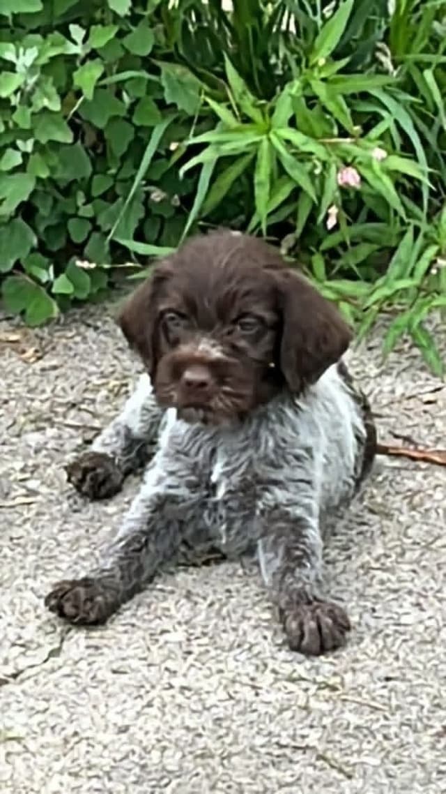 Wirehaired Pointing Griffon Puppies media 2