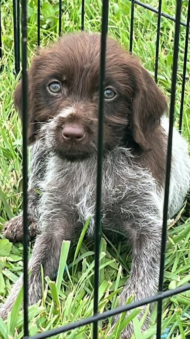 Wirehaired Pointing Griffon Puppies media 3