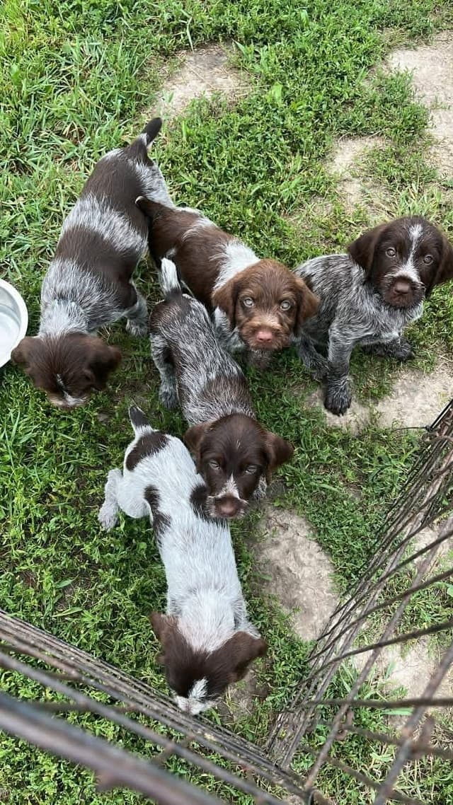 Wirehaired Pointing Griffon Puppies media 4