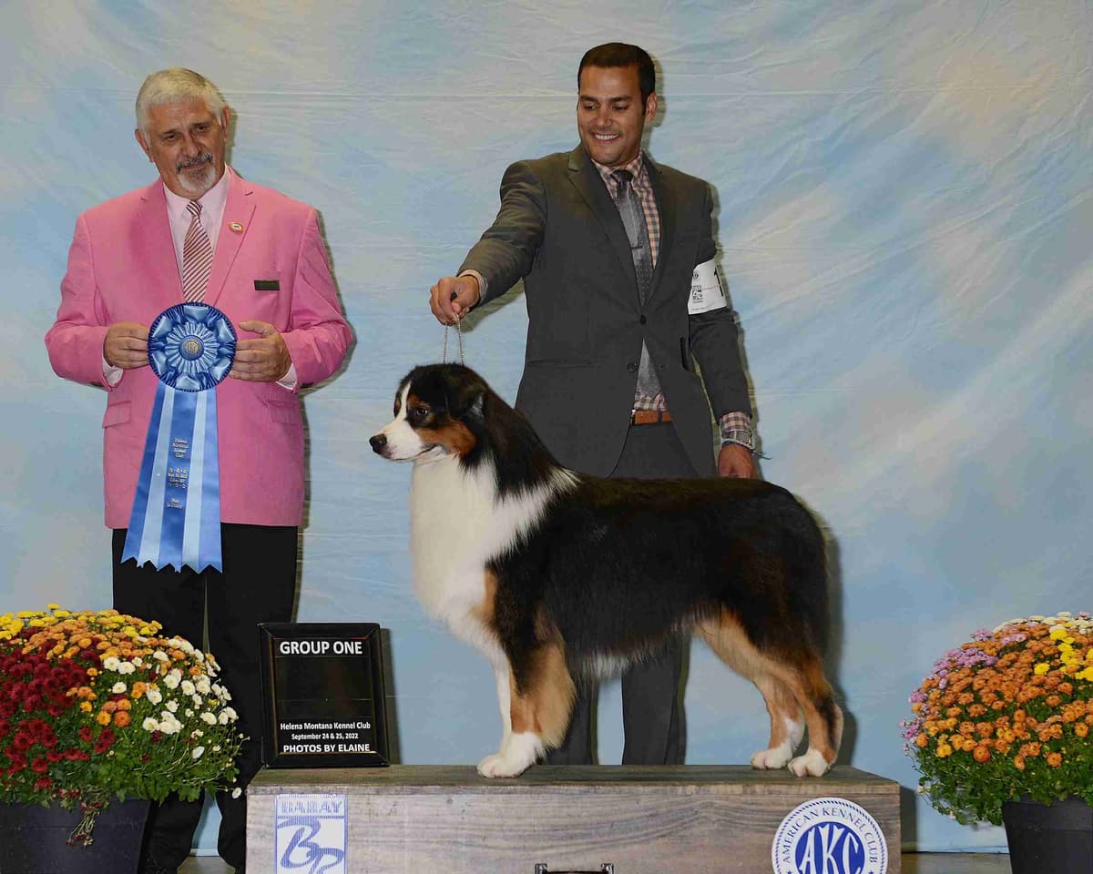 Australian Shepherd Puppies breeder image 2
