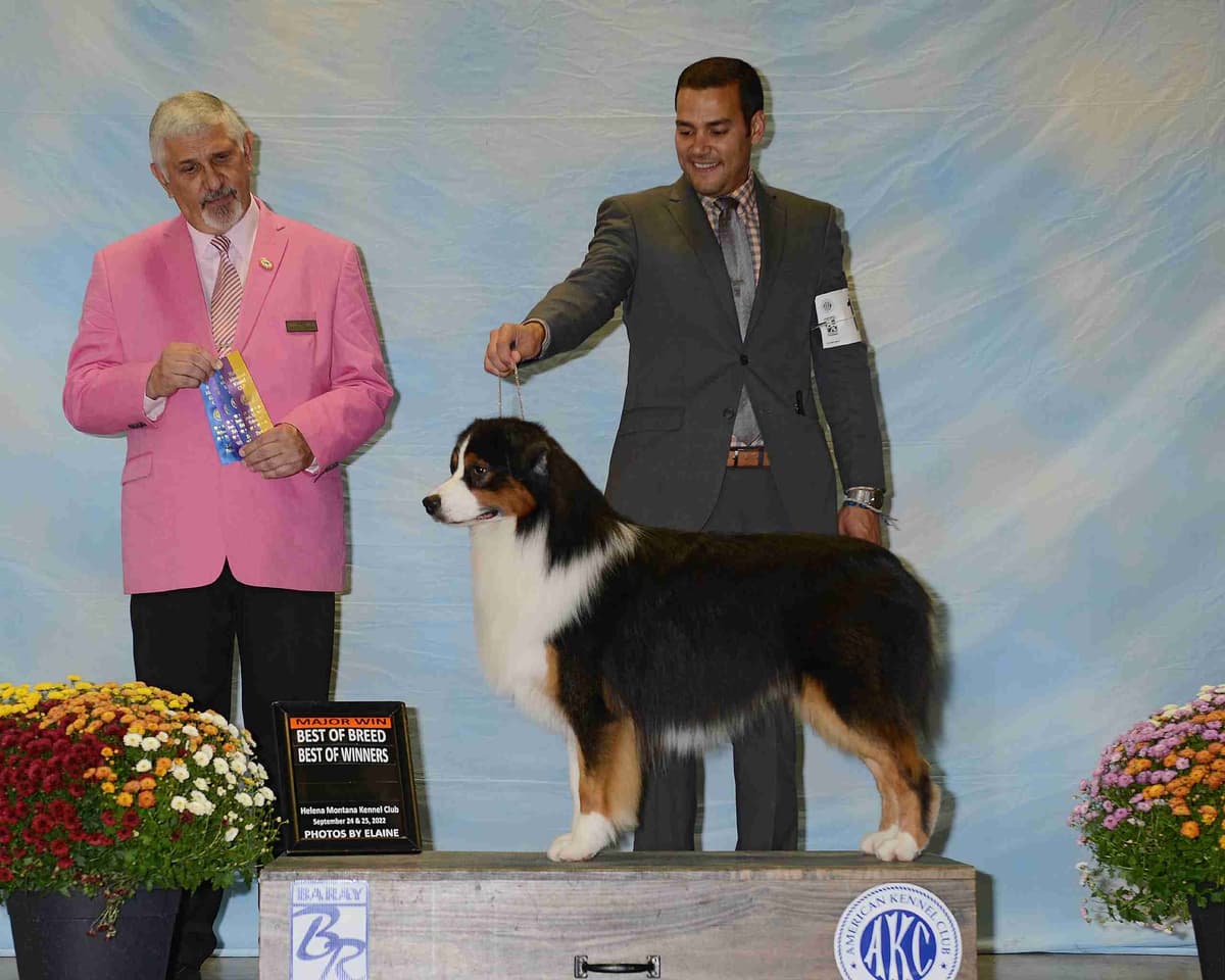 Australian Shepherd Puppies breeder image 8