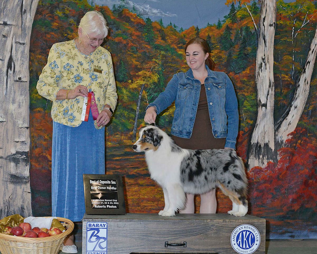 Australian Shepherd Puppies breeder image 9
