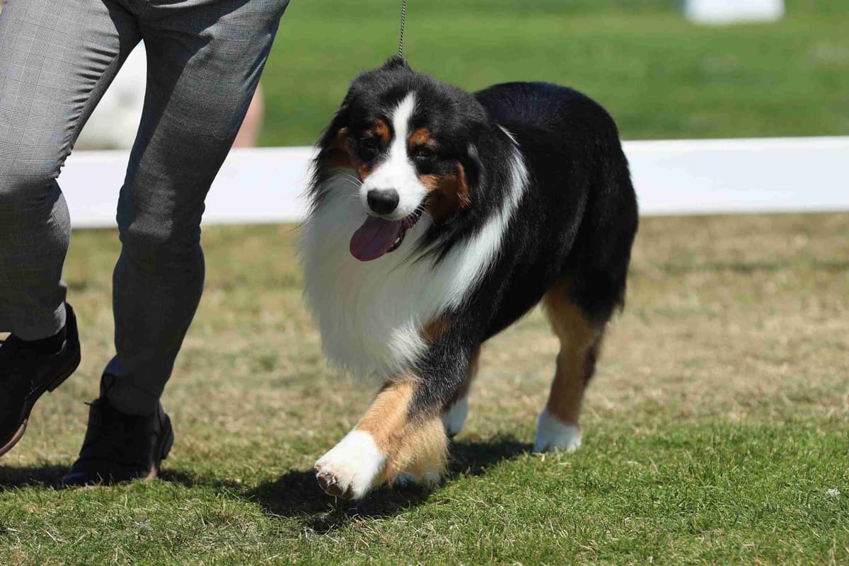 Australian Shepherd Puppies breeder image 11