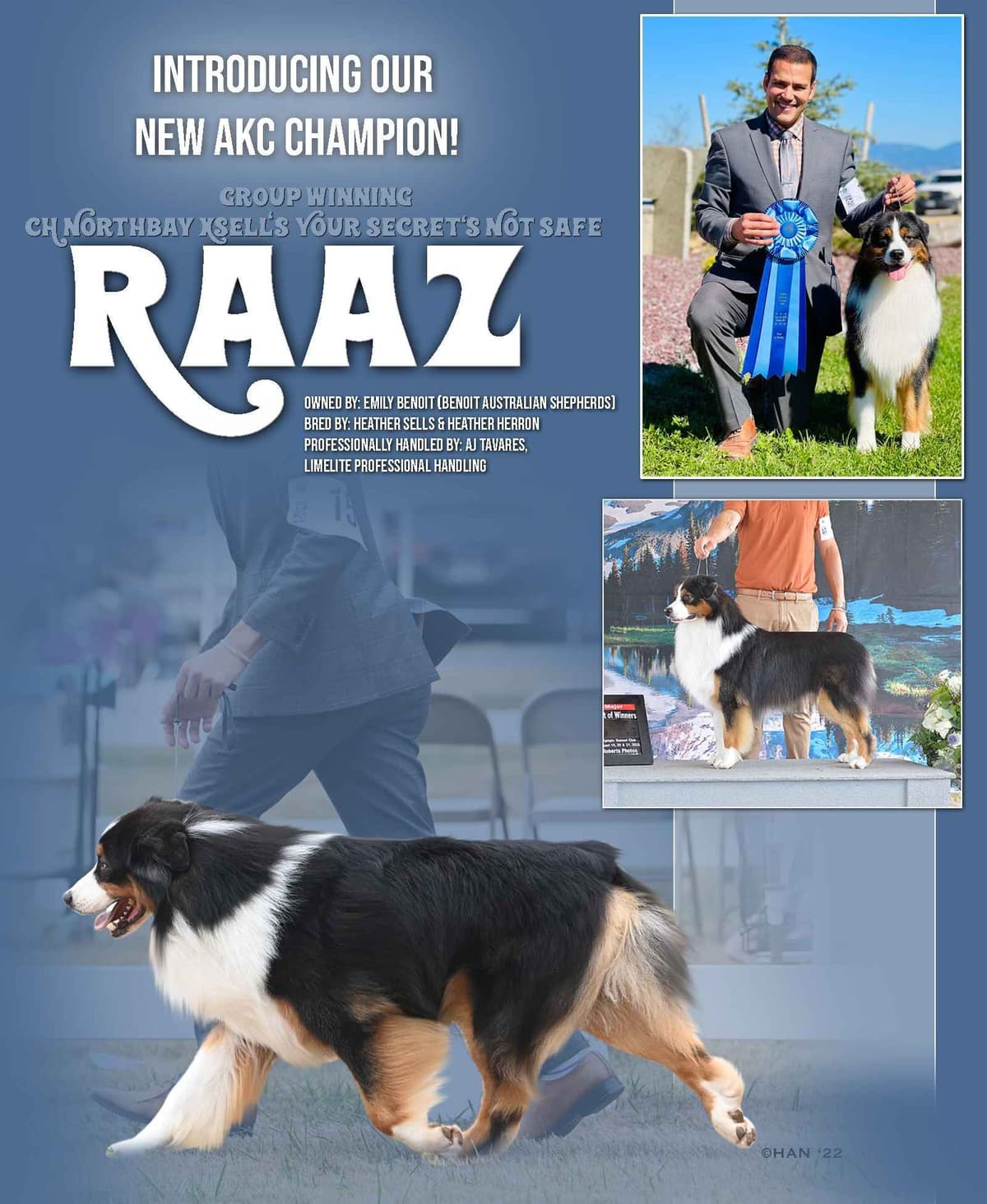Australian Shepherd Puppies breeder image 12