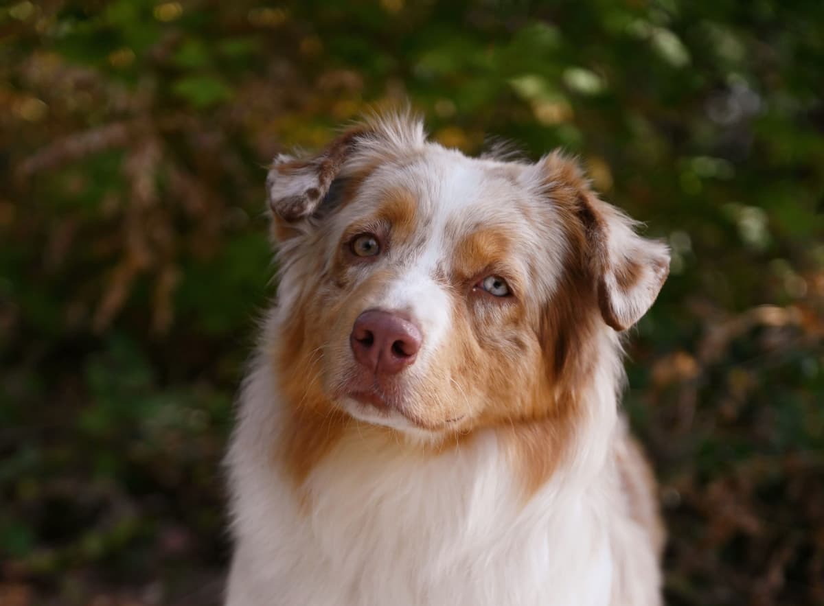 Australian Shepherd Puppies breeder image 14
