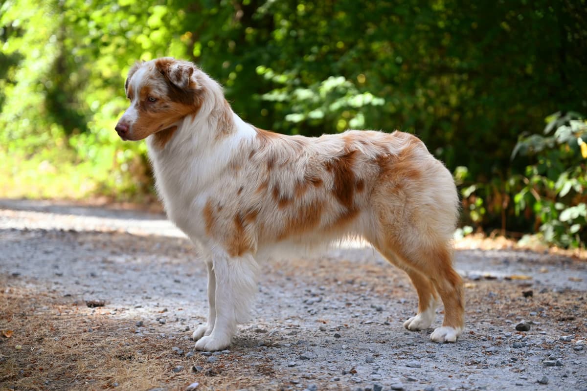 Australian Shepherd Puppies breeder image 15