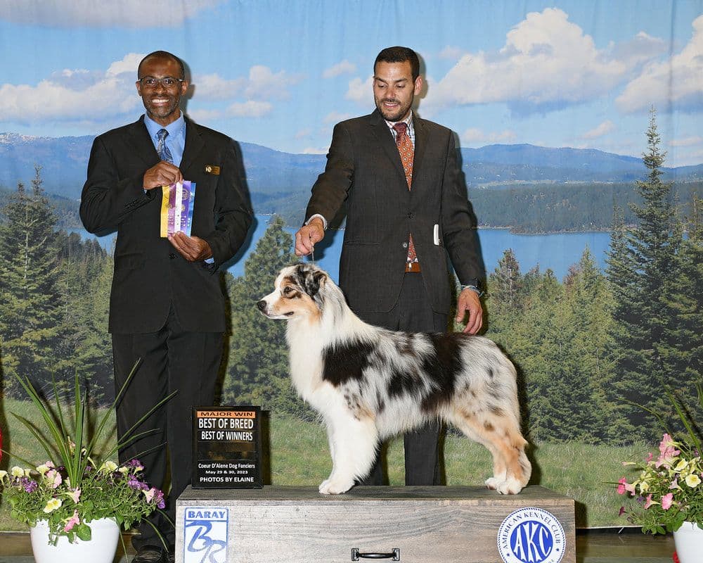 Australian Shepherd Puppies breeder image 17