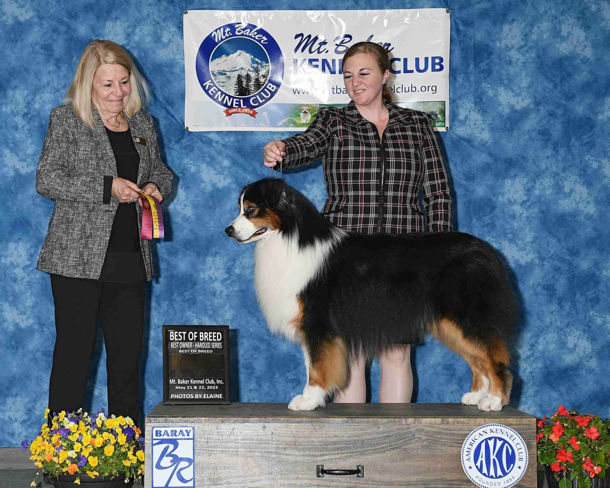 Australian Shepherd Puppies breeder image 19