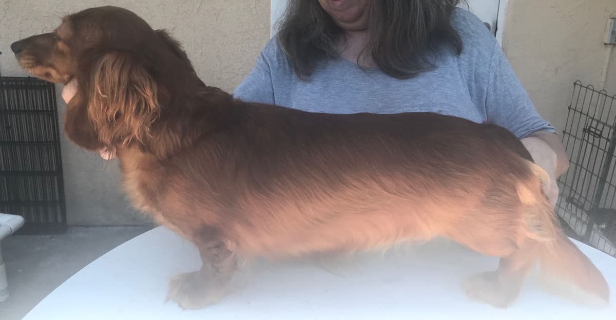 Dachshund Puppies: 1 beautiful black & cream male left breeder image 3