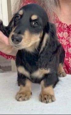 Dachshund Puppies: 1 beautiful black & cream male left media 2