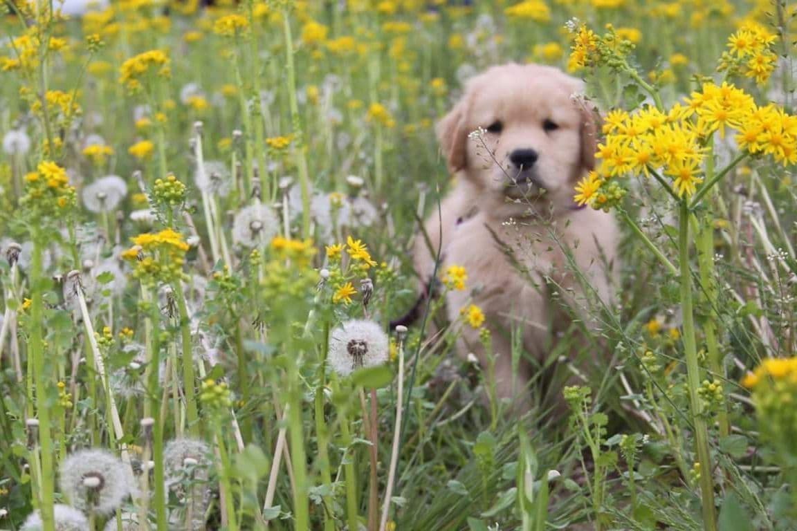 Quality Golden Retriever Puppies breeder image 31