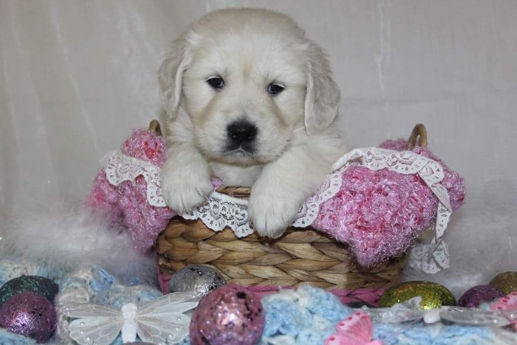 Quality Golden Retriever Puppies breeder image 27