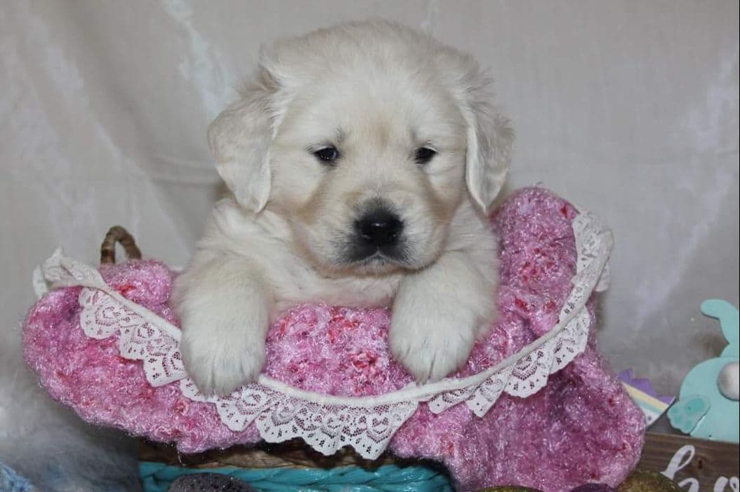 Quality Golden Retriever Puppies breeder image 29