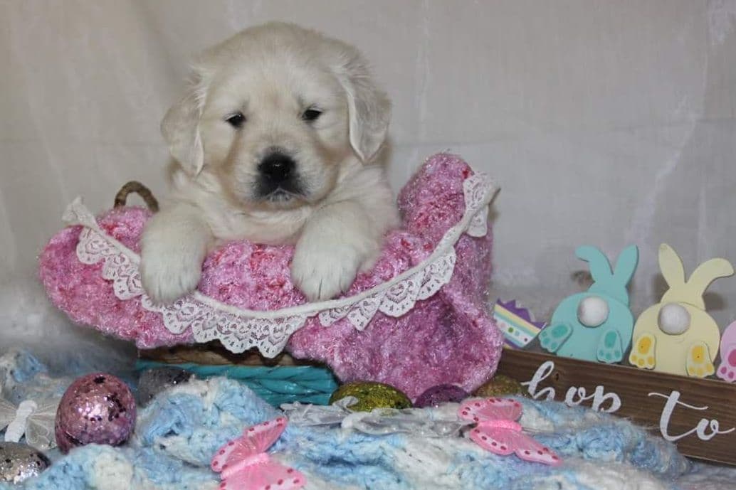 Quality Golden Retriever Puppies breeder image 28