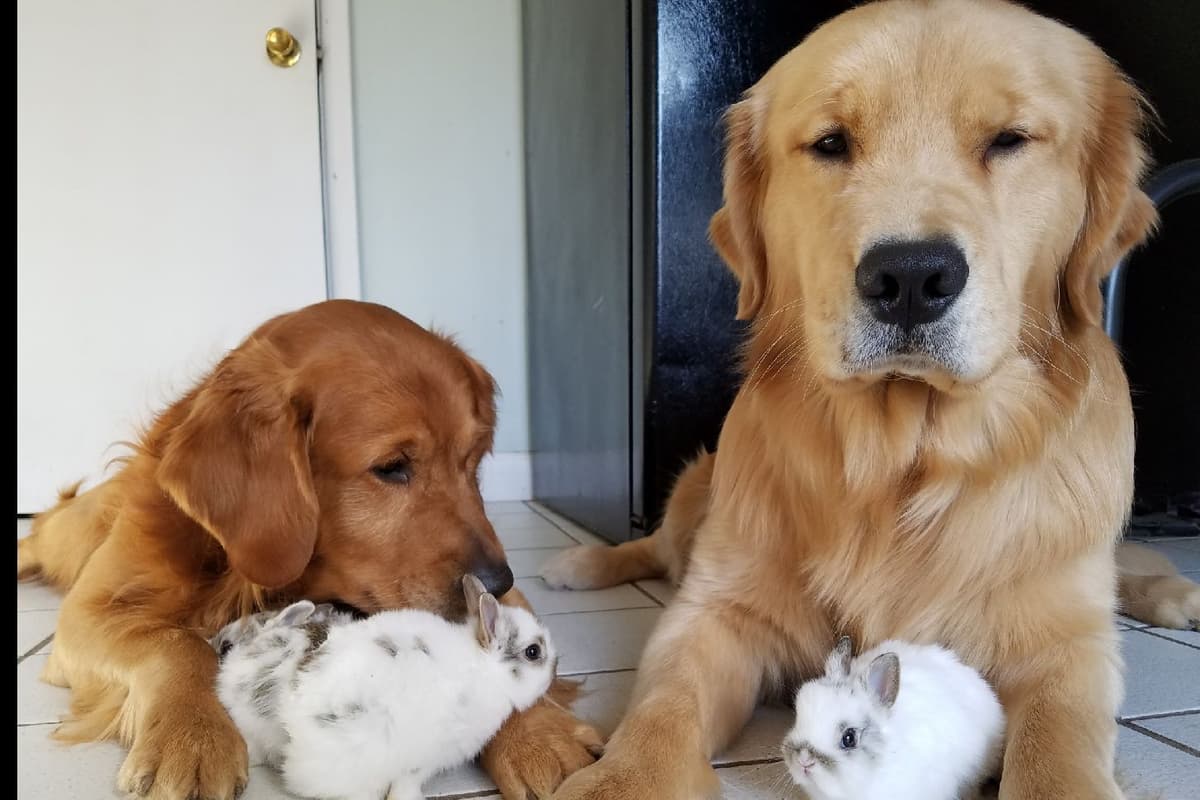 Quality Golden Retriever Puppies breeder image 23