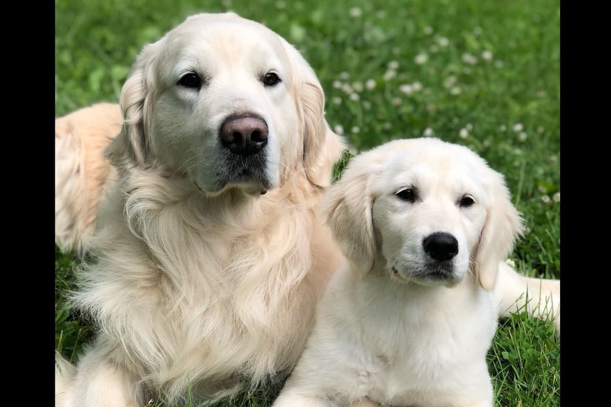Quality Golden Retriever Puppies breeder image 15