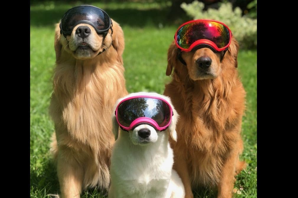 Quality Golden Retriever Puppies breeder image 20