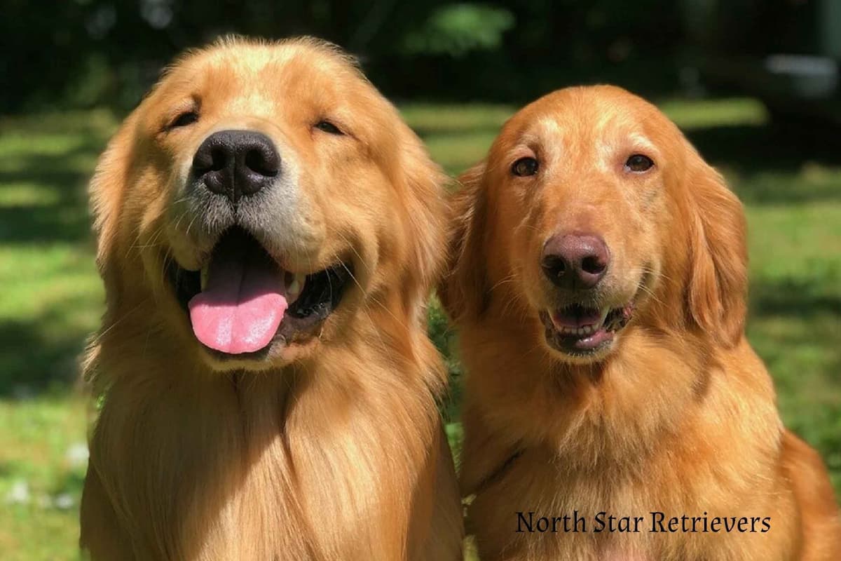 Quality Golden Retriever Puppies breeder image 26