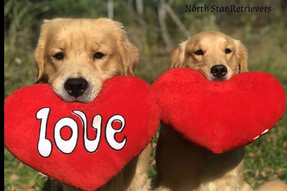 Quality Golden Retriever Puppies breeder image 25