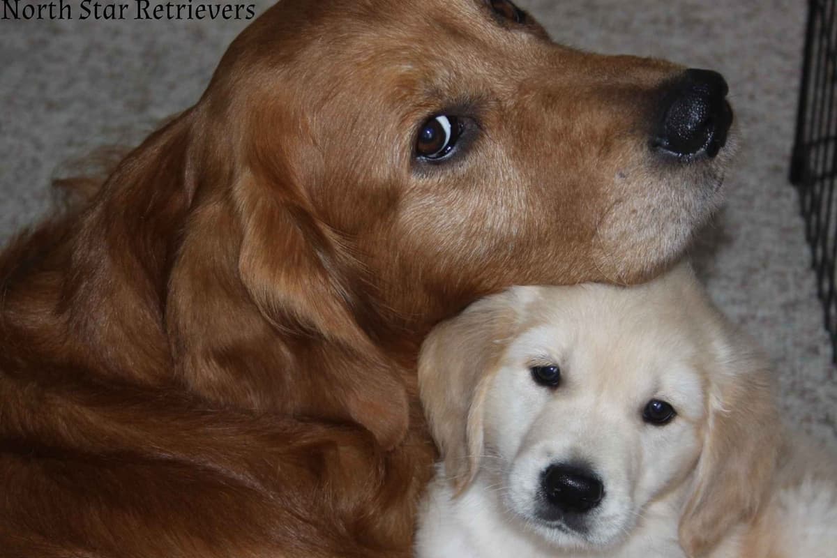 Quality Golden Retriever Puppies breeder image 24