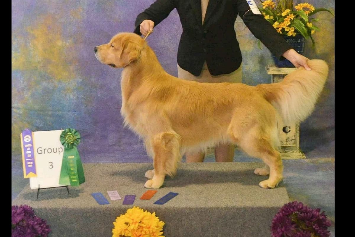 Quality Golden Retriever Puppies breeder image 21