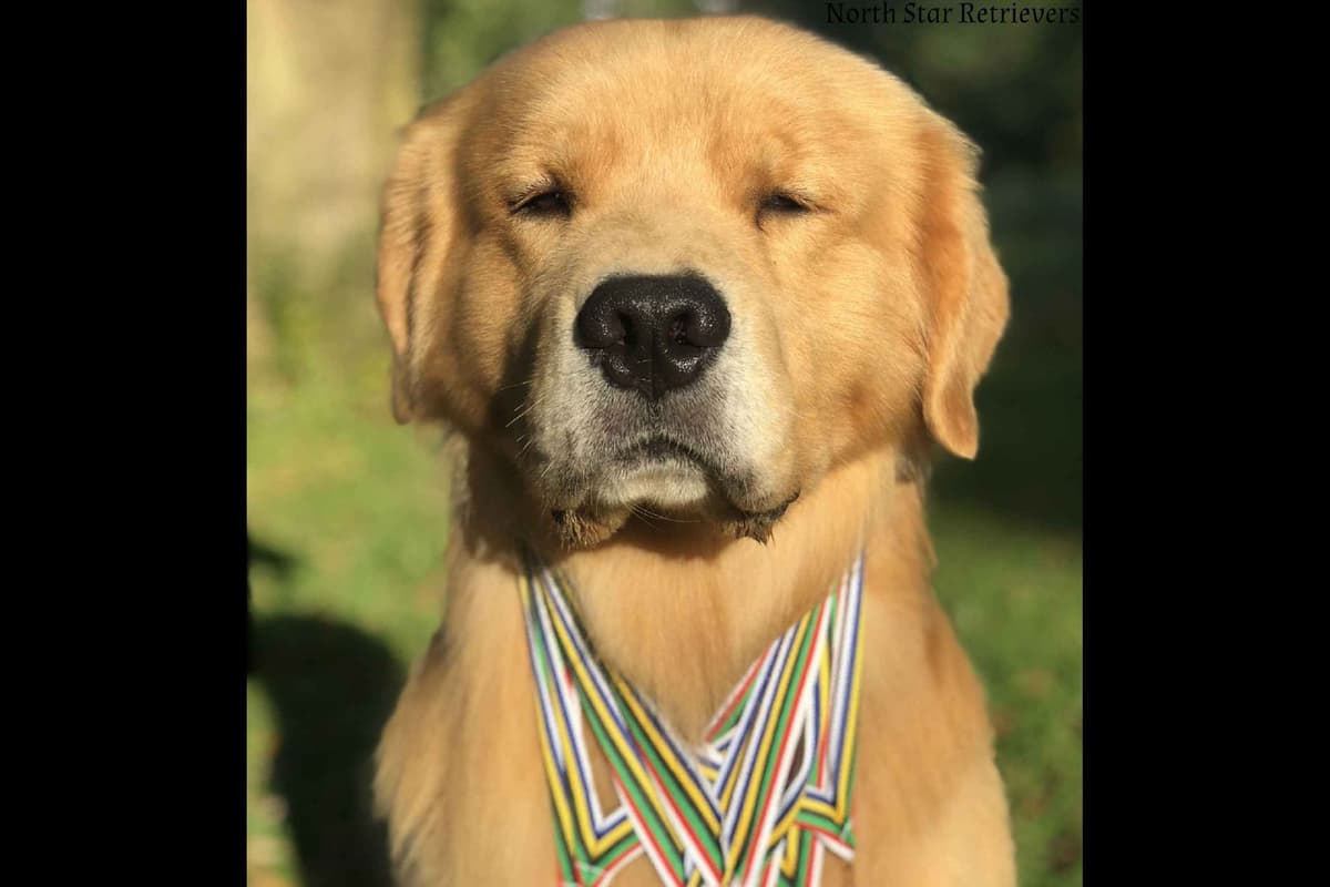 Quality Golden Retriever Puppies breeder image 10