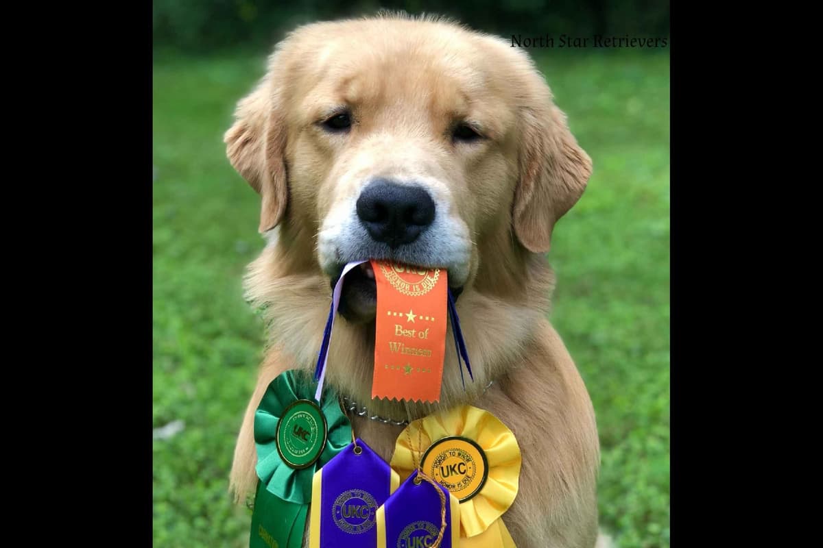 Quality Golden Retriever Puppies breeder image 13
