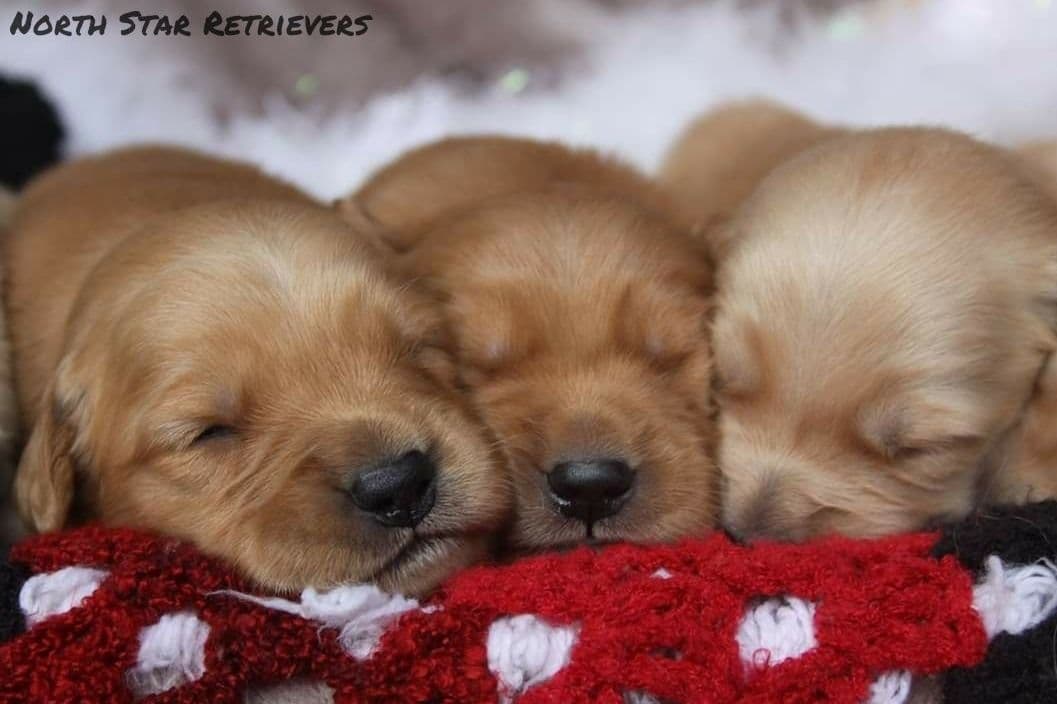 Quality Golden Retriever Puppies breeder image 32