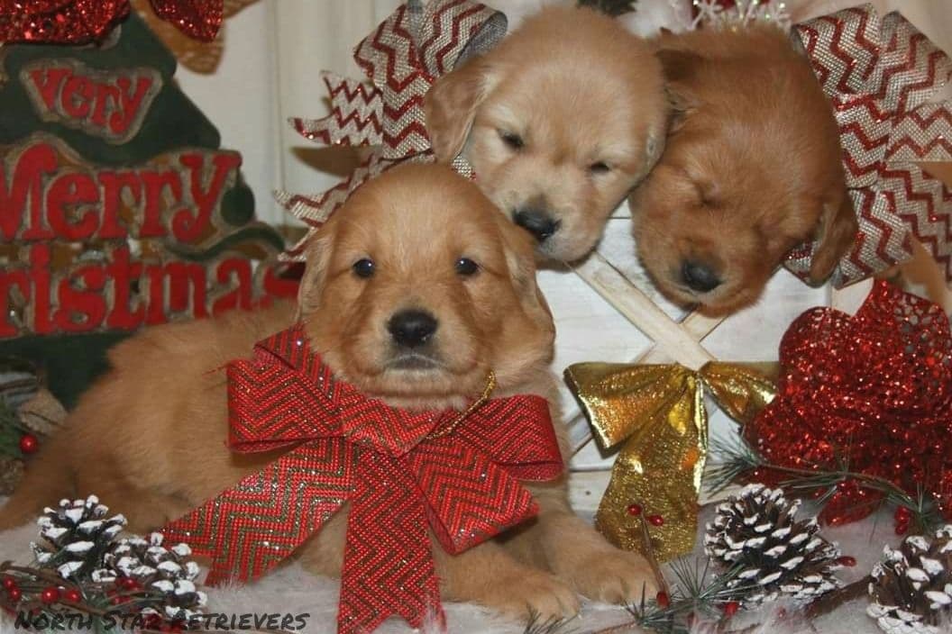 Quality Golden Retriever Puppies breeder image 36