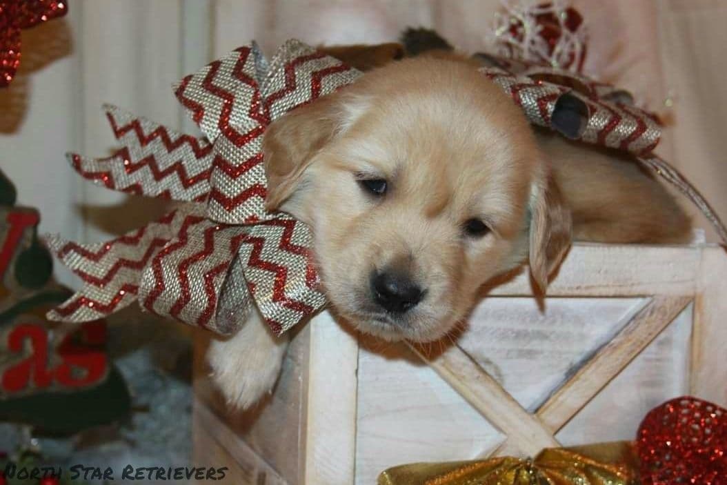 Quality Golden Retriever Puppies breeder image 37