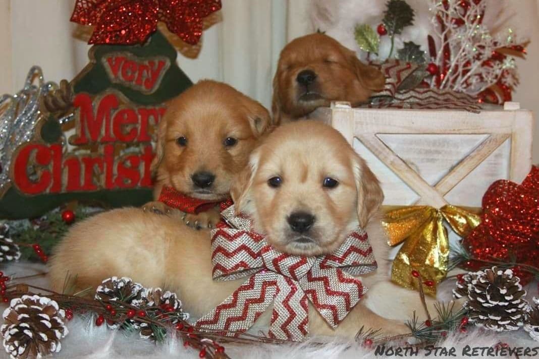 Quality Golden Retriever Puppies breeder image 38